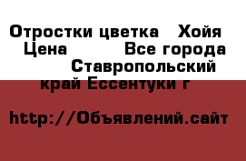 Отростки цветка  “Хойя“ › Цена ­ 300 - Все города  »    . Ставропольский край,Ессентуки г.